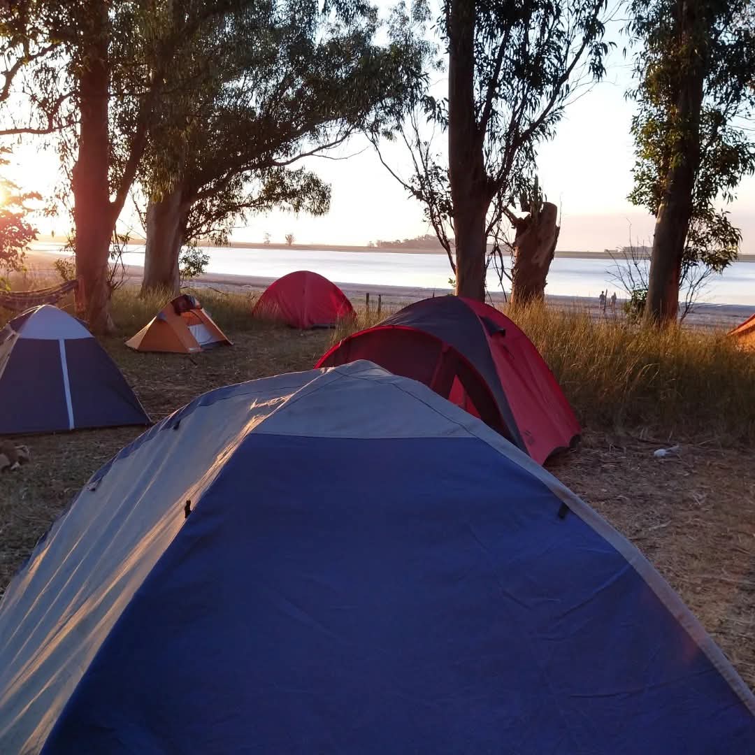 dos carpas y la laguna de fondo